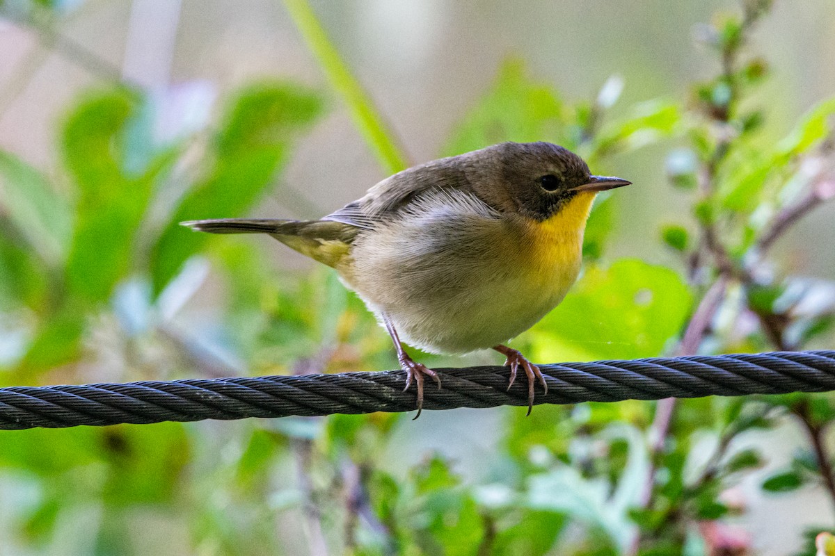 Common Yellowthroat - ML642238811