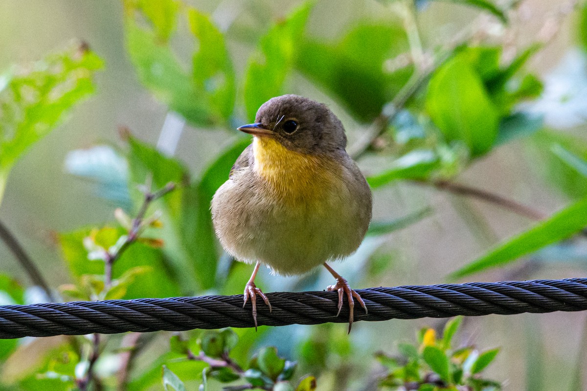 Common Yellowthroat - ML642238815
