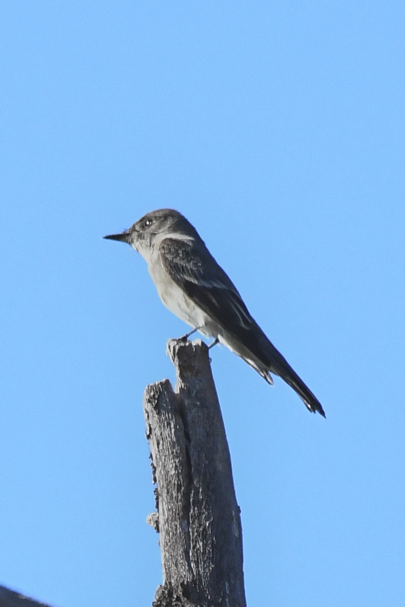 Western Wood-Pewee - ML642238828