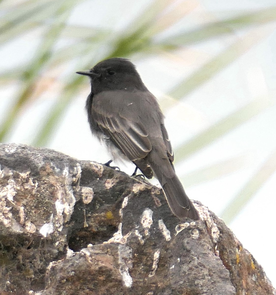 Black Phoebe - ML642238829