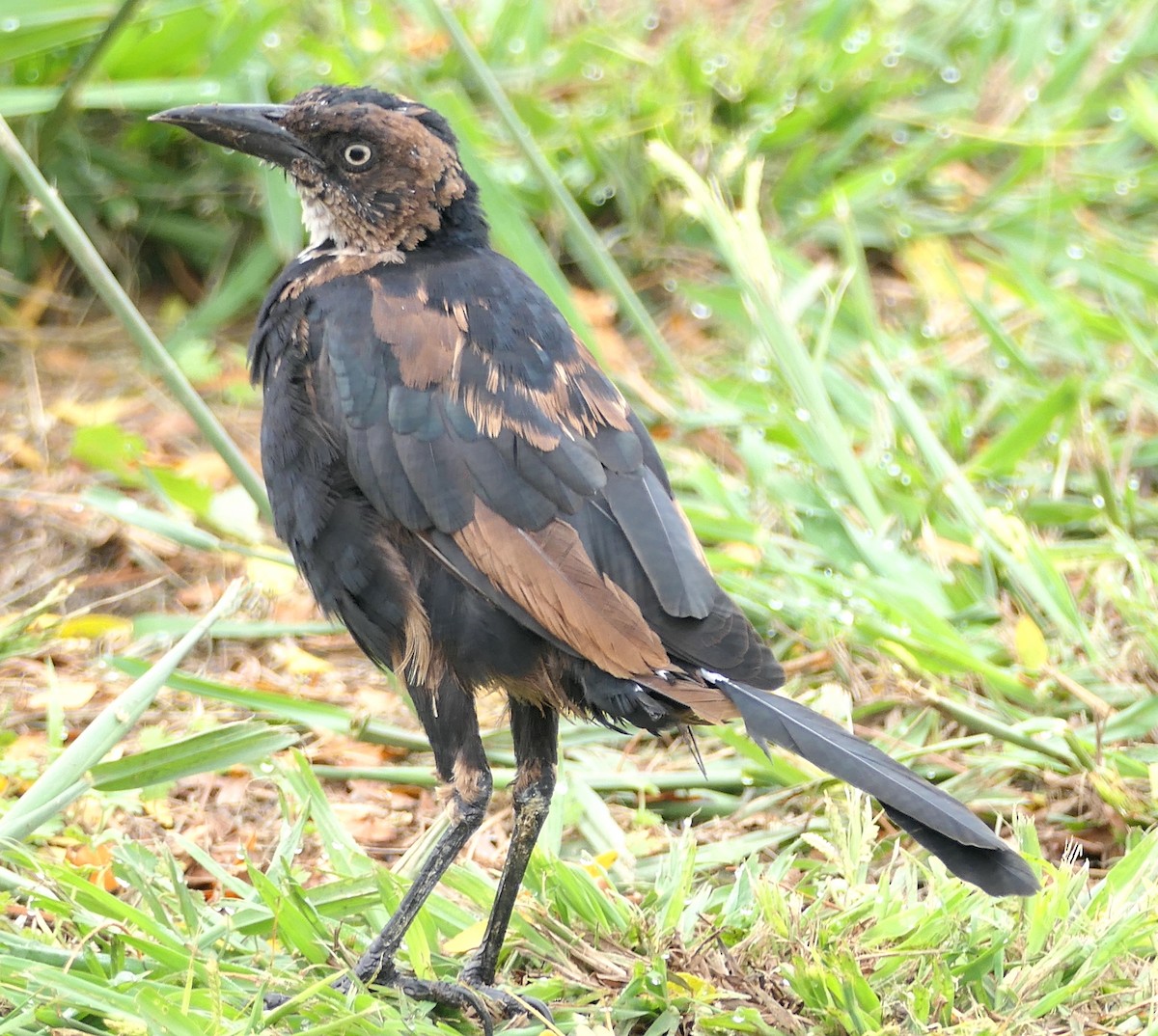 Great-tailed Grackle - ML642238830