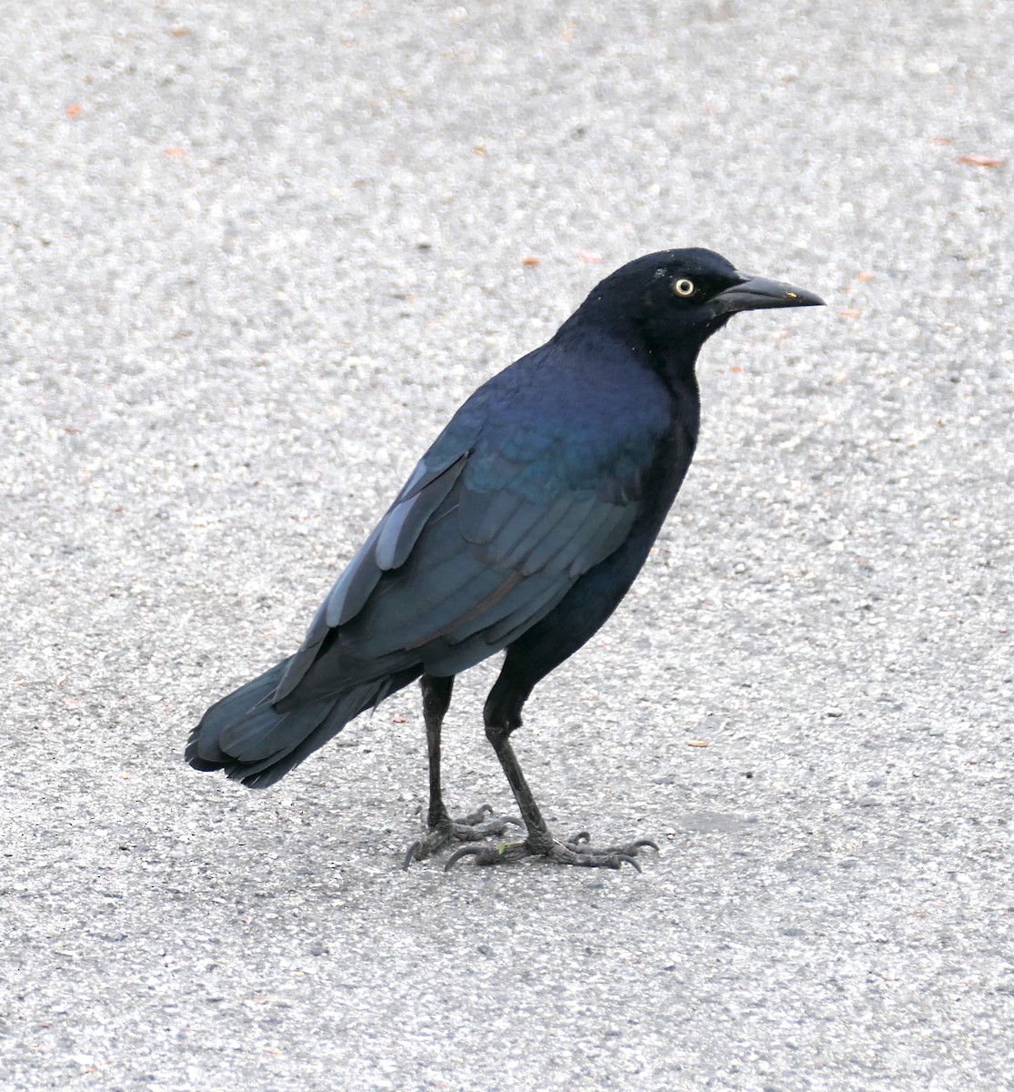 Great-tailed Grackle - ML642238831