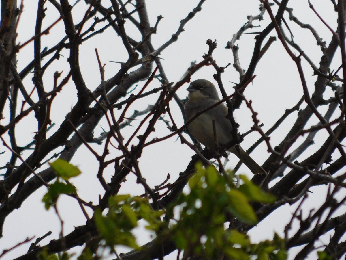 Diuca Finch - ML642238842
