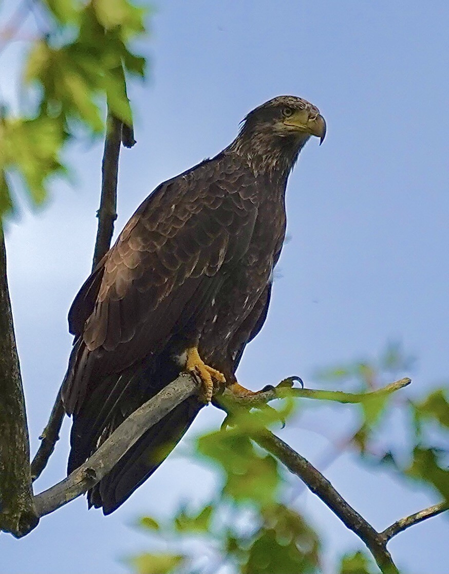 Bald Eagle - ML642238845