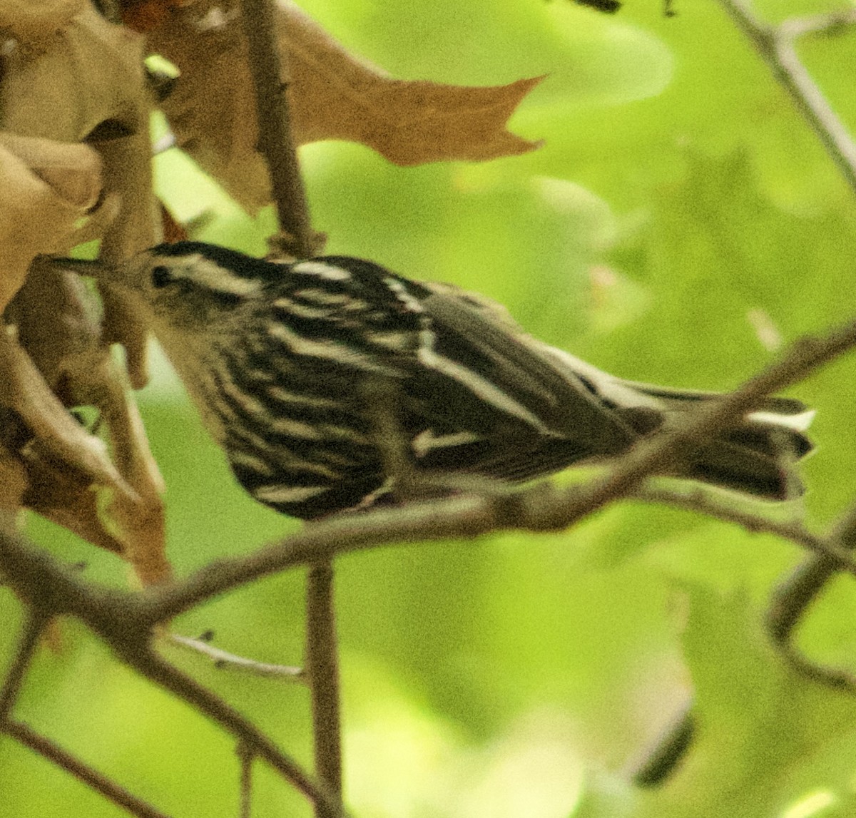 Black-and-white Warbler - ML642238896