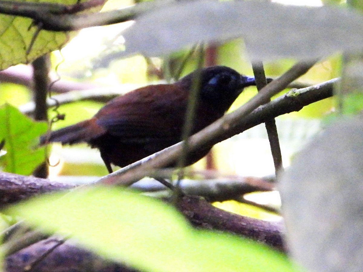 Chestnut-backed Antbird - ML642238899