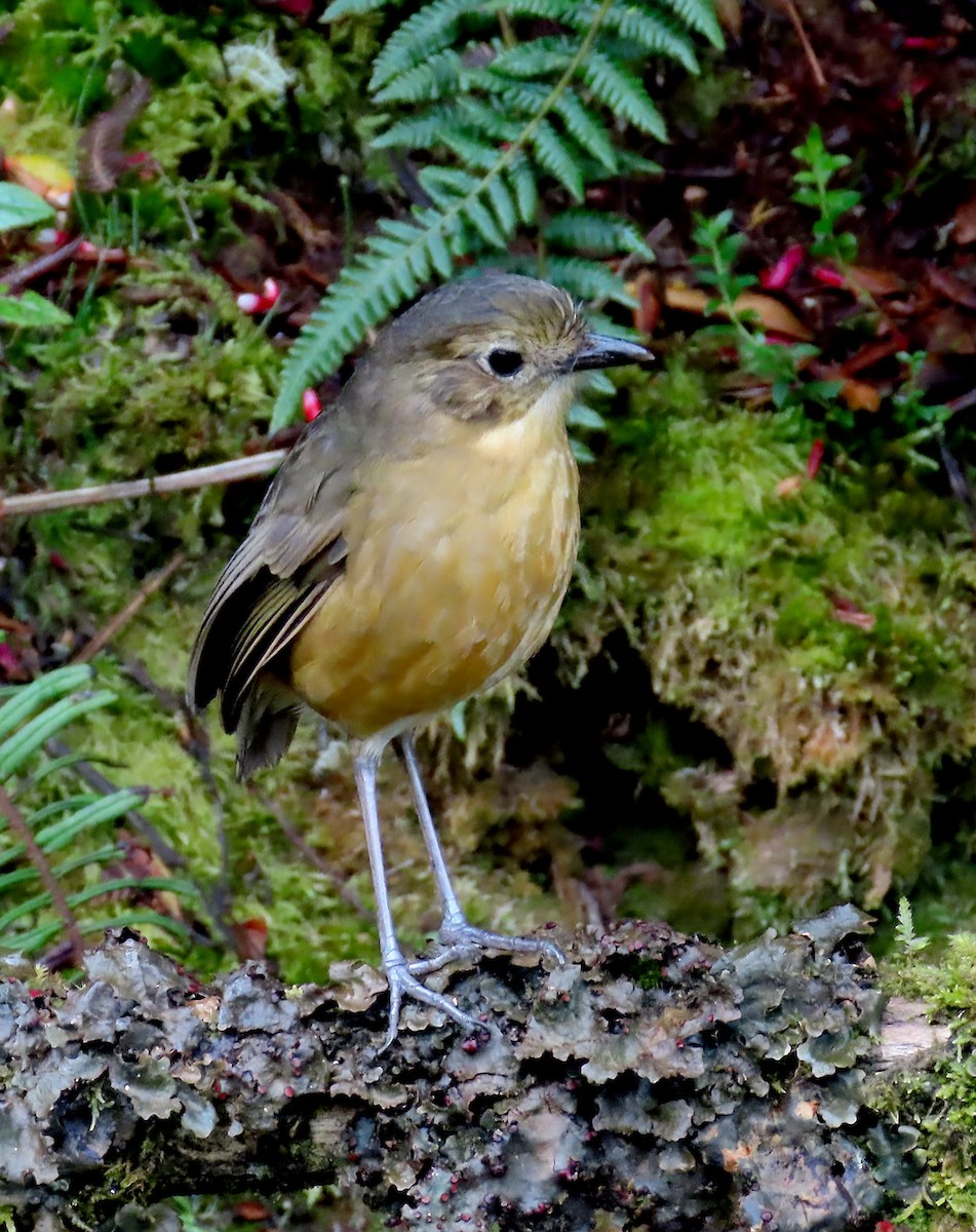 Tawny Antpitta - ML642238903