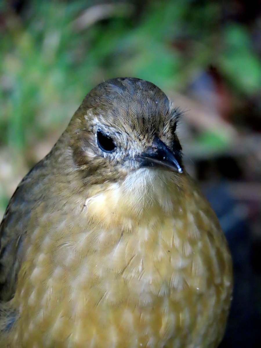 Tawny Antpitta - ML642238904