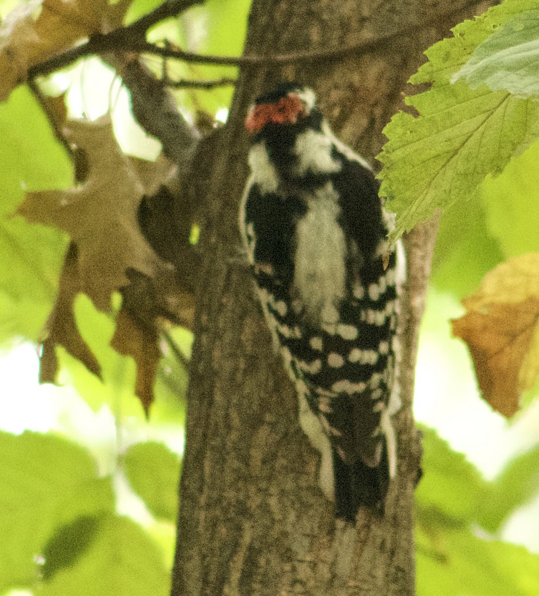 Downy Woodpecker - ML642238922