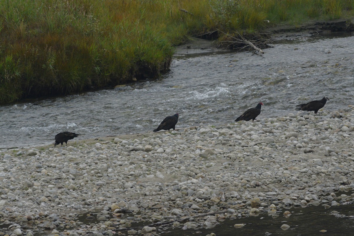 Turkey Vulture - ML642238955