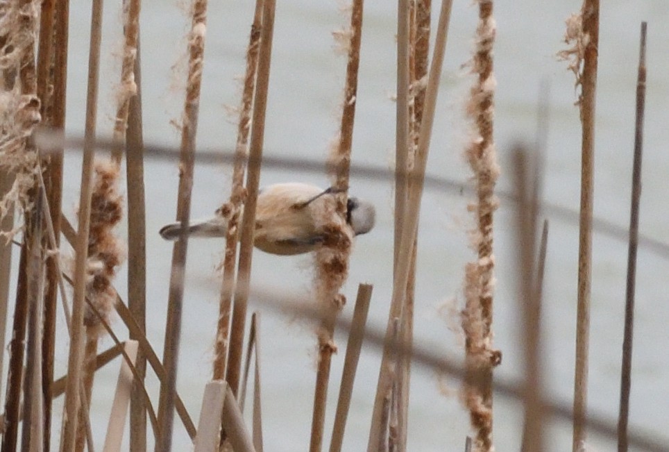 Eurasian Penduline-Tit - ML642238957