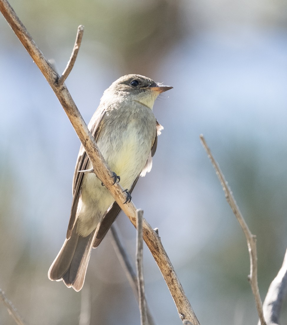 Western Wood-Pewee - ML642239008