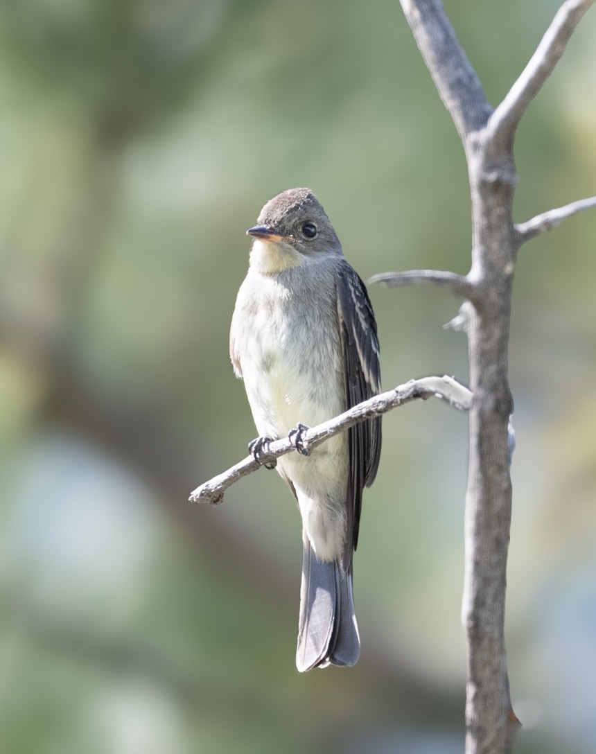 Western Wood-Pewee - ML642239010