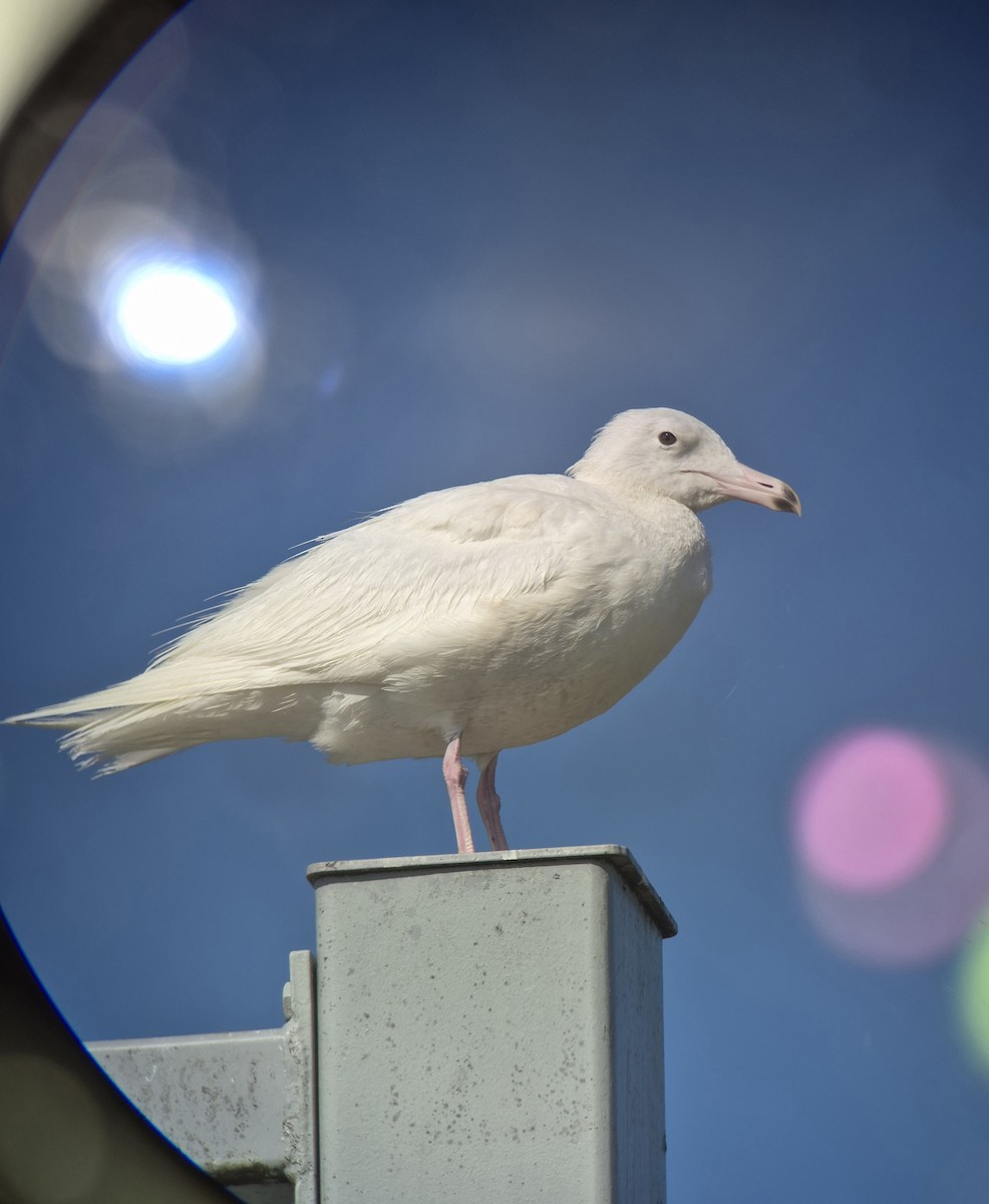 Glaucous Gull - ML642239017