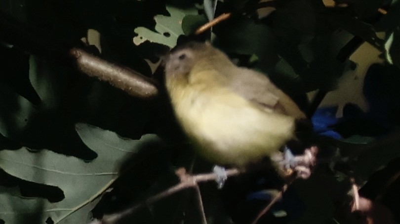 Philadelphia Vireo - ML642239051