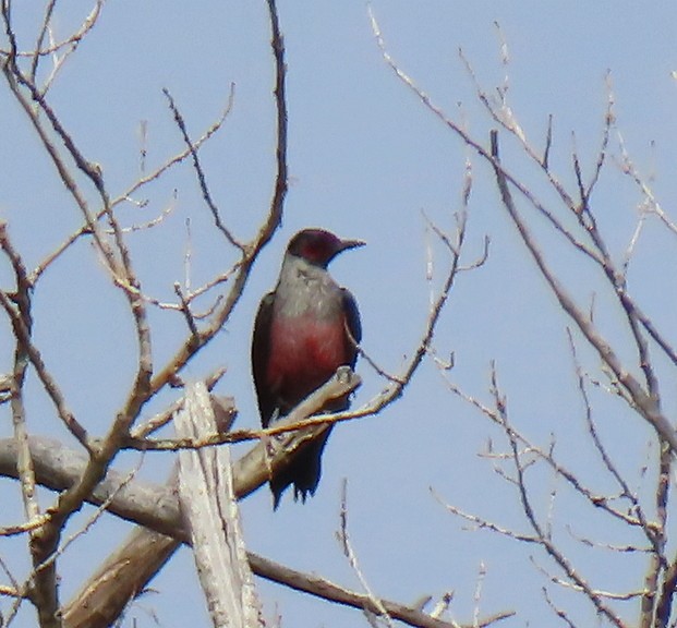 Lewis's Woodpecker - ML642239061