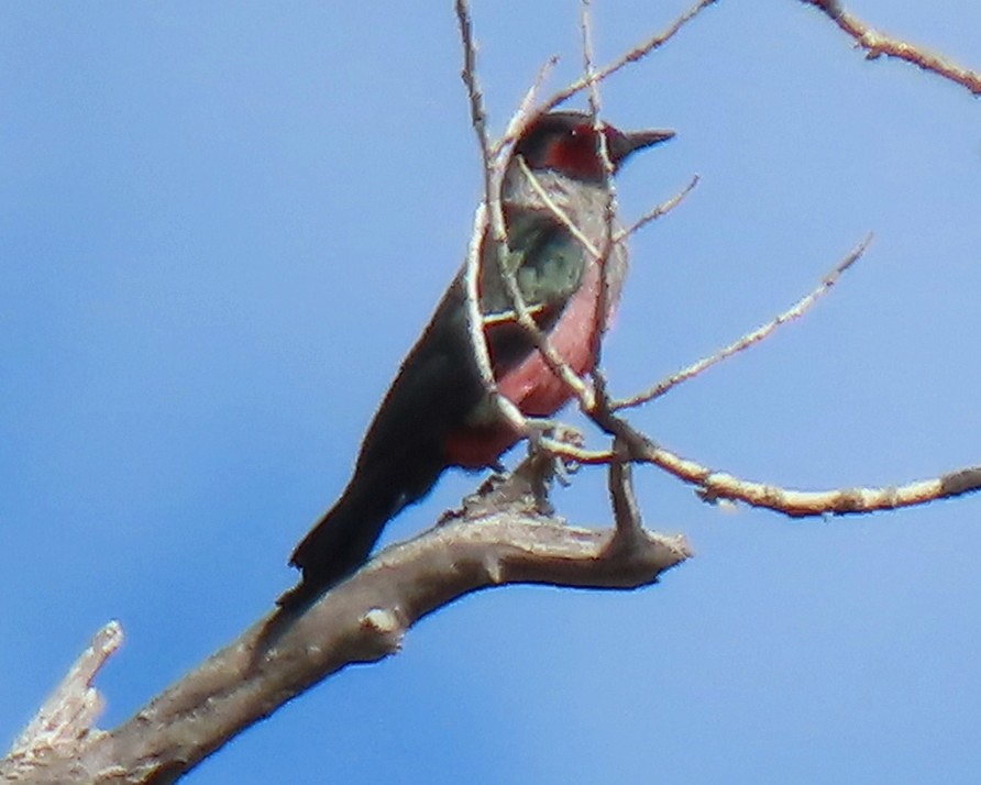 Lewis's Woodpecker - ML642239072