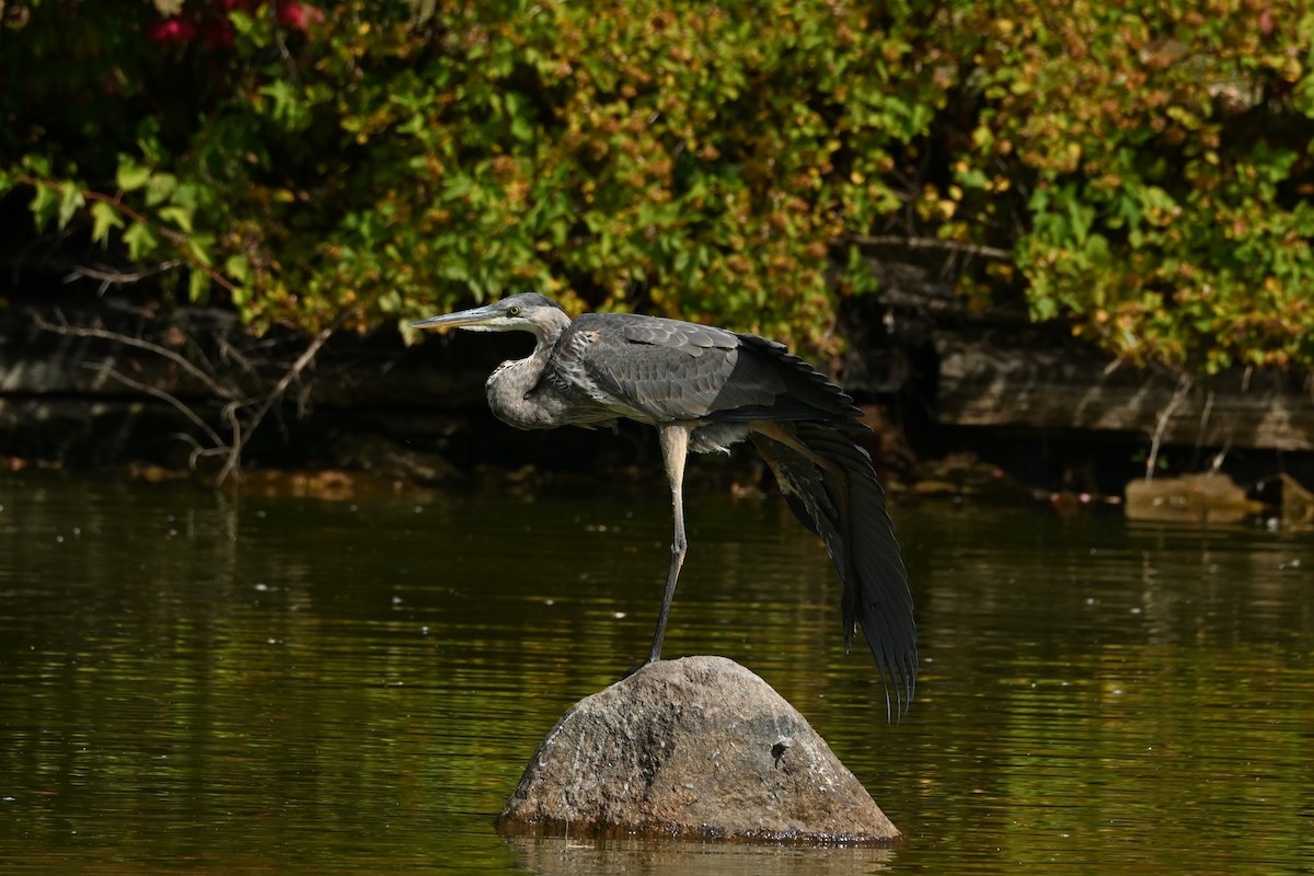 Great Blue Heron - ML642239081