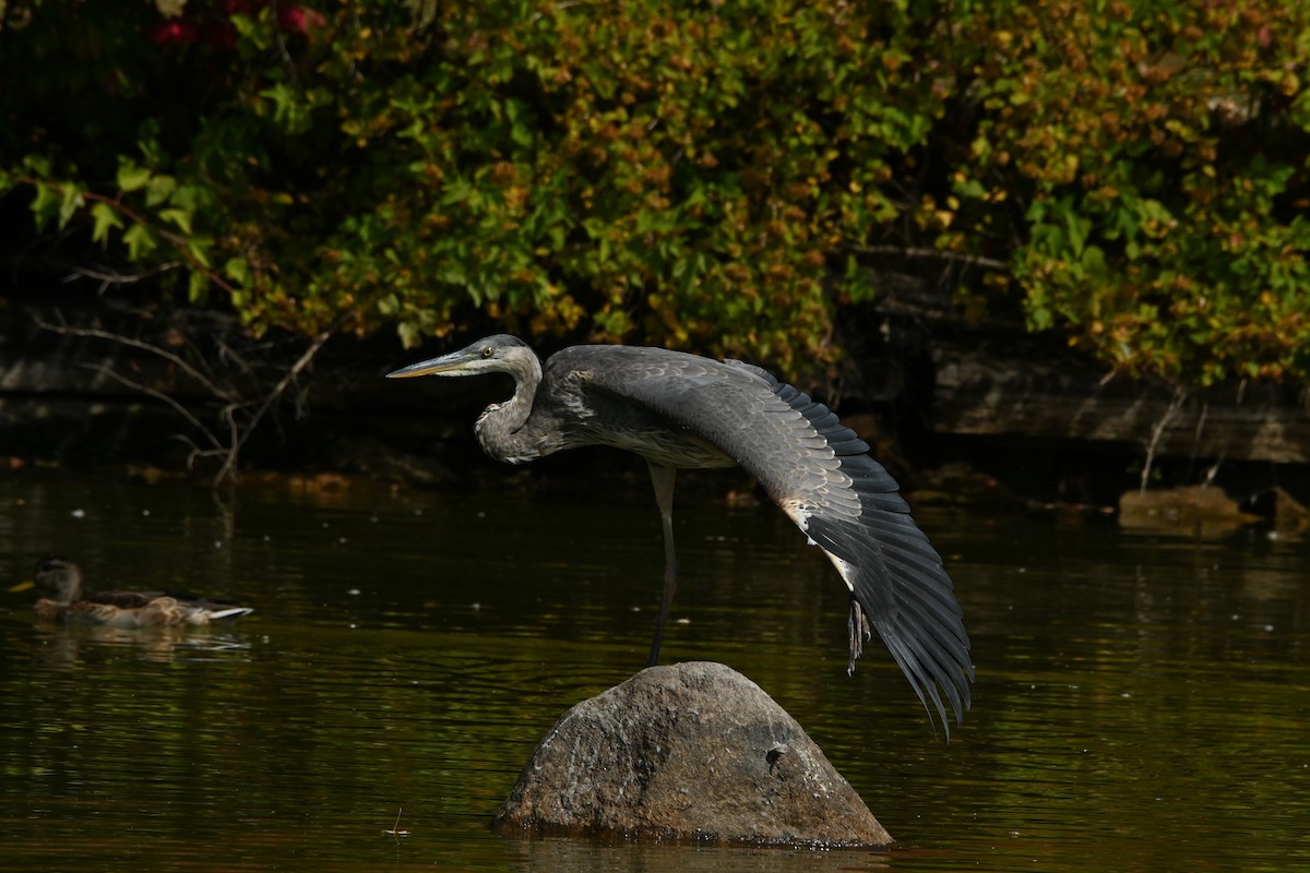 Great Blue Heron - ML642239082