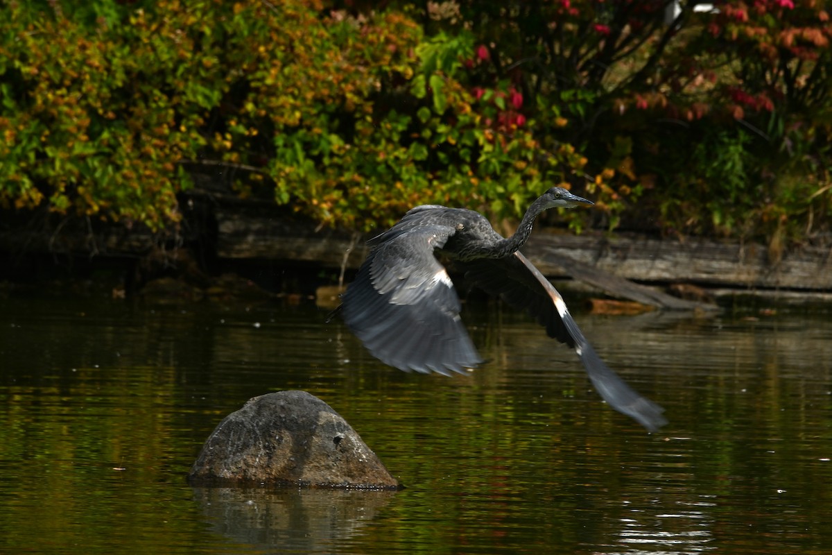 Great Blue Heron - ML642239083