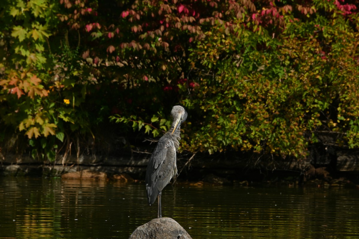 Great Blue Heron - ML642239084