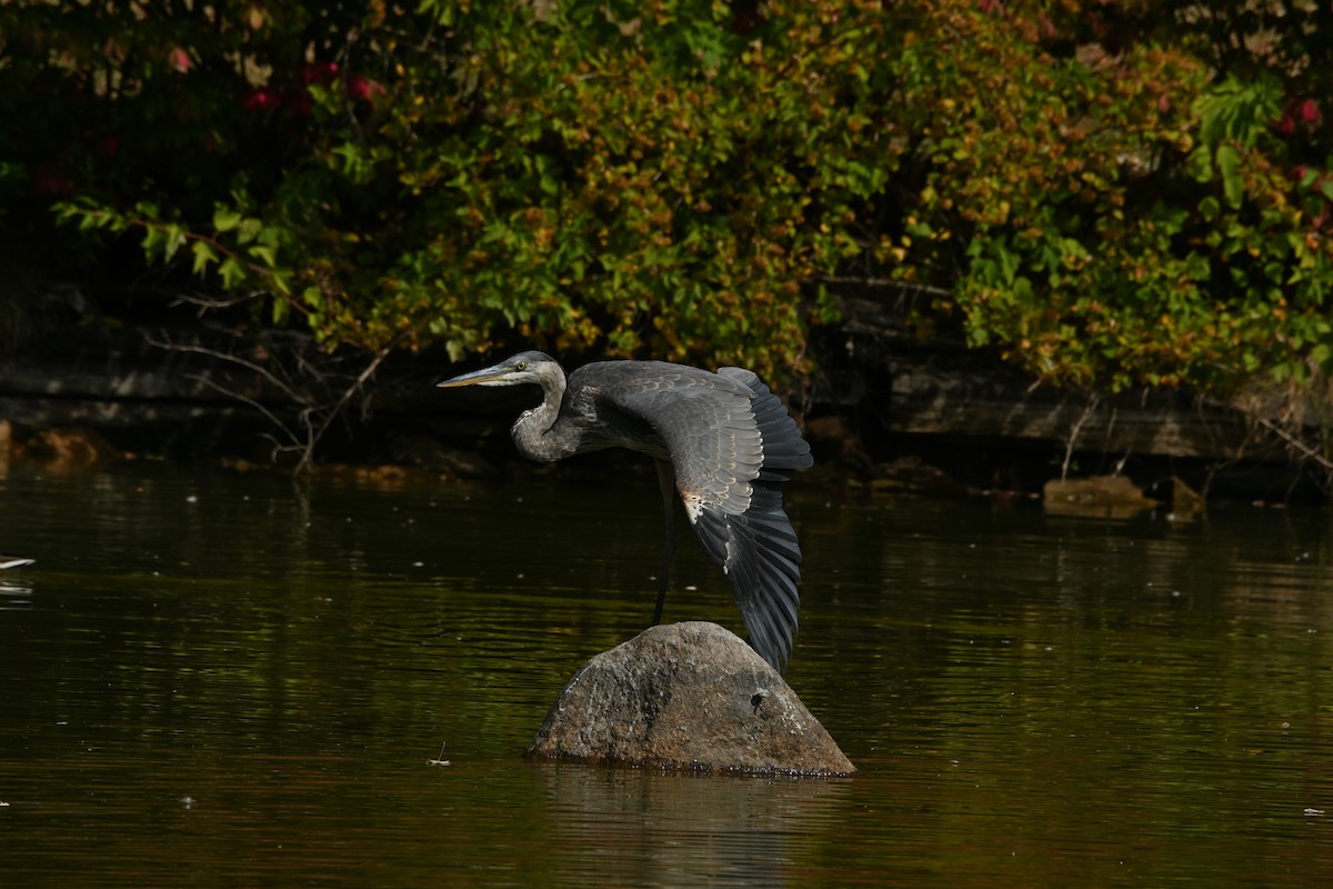 Great Blue Heron - ML642239085