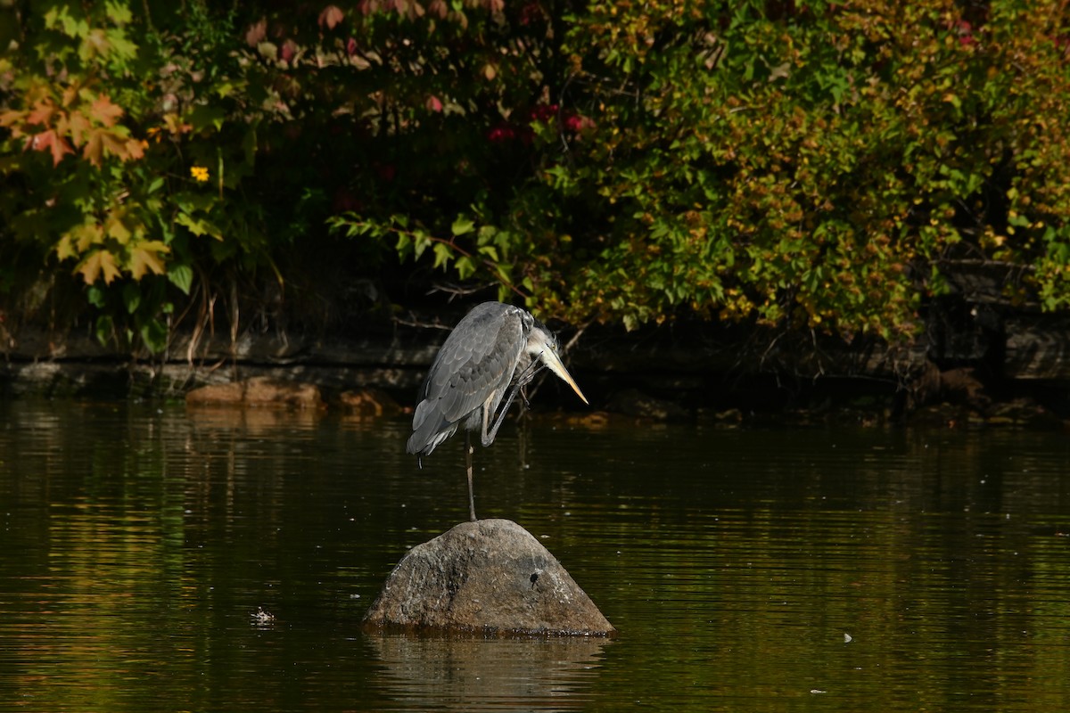 Great Blue Heron - ML642239086