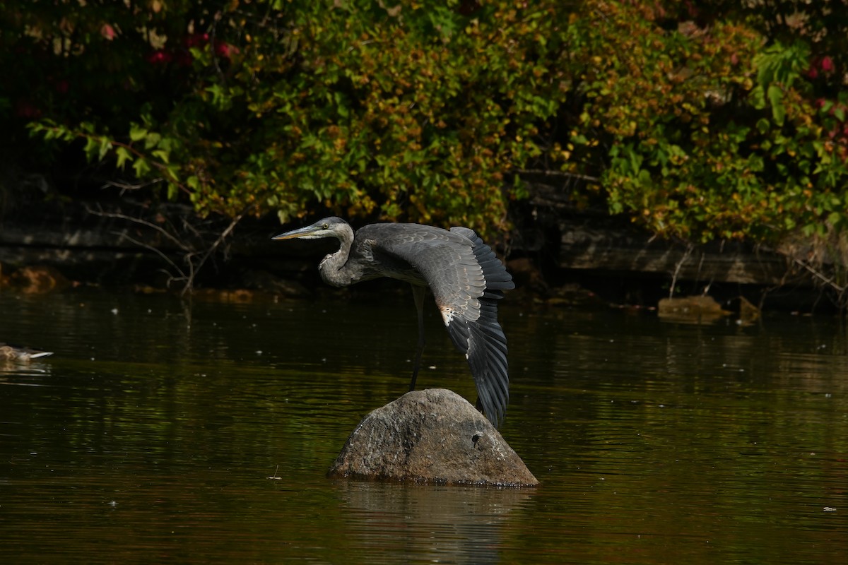 Great Blue Heron - ML642239087