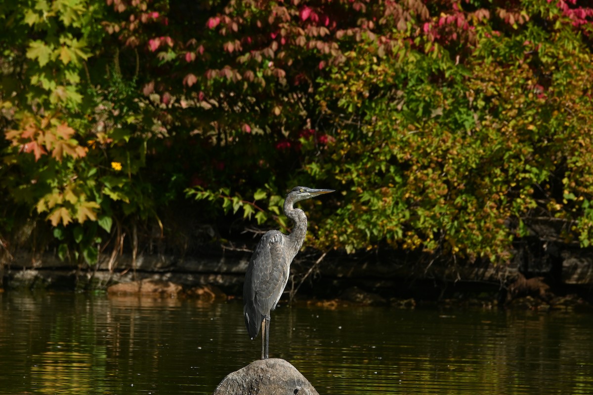 Great Blue Heron - ML642239088