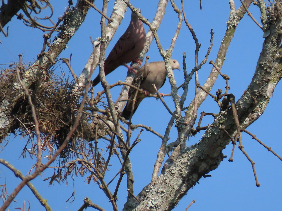 Ruddy Ground Dove - ML642239099