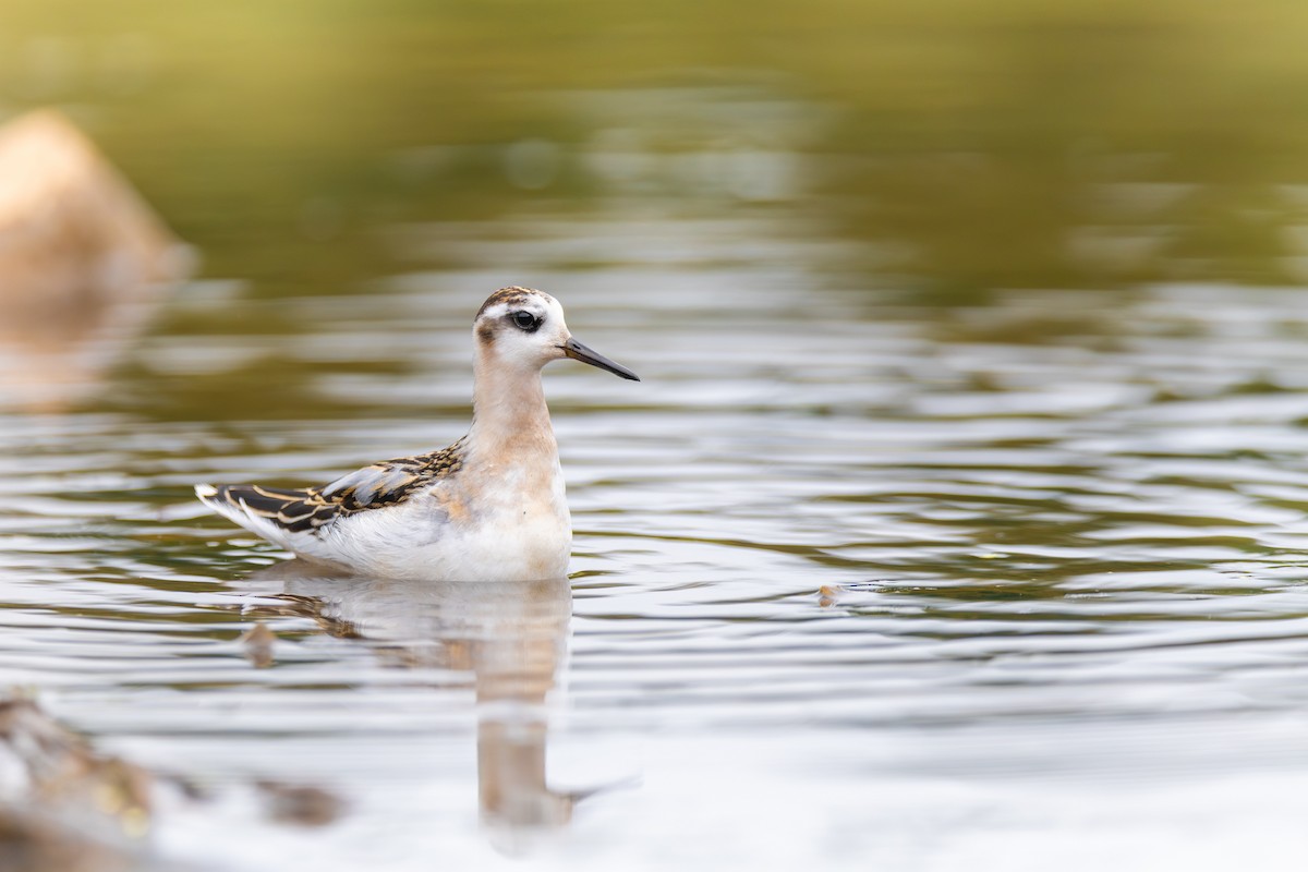 灰瓣足鷸 - ML642239145