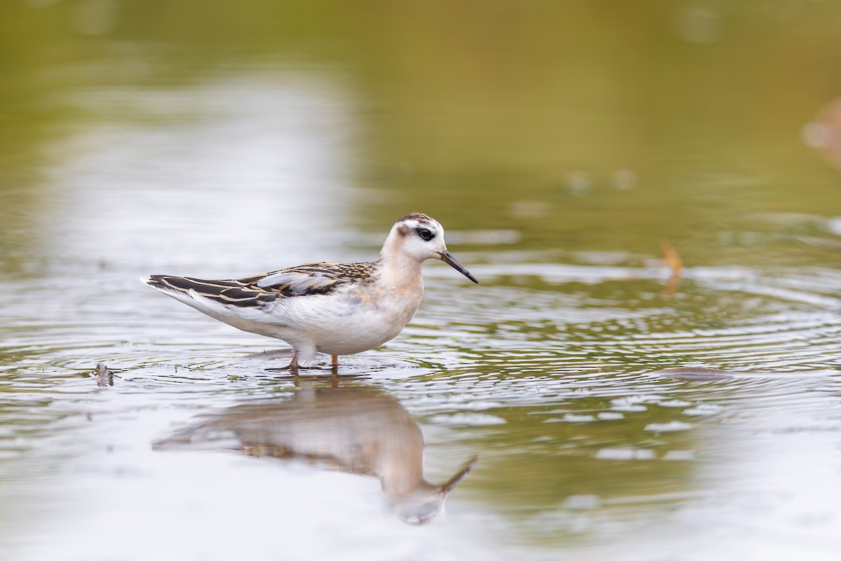 灰瓣足鷸 - ML642239146