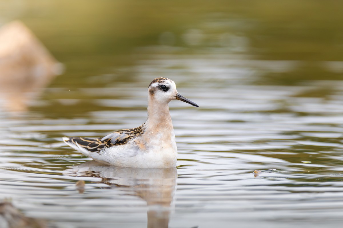 灰瓣足鷸 - ML642239148