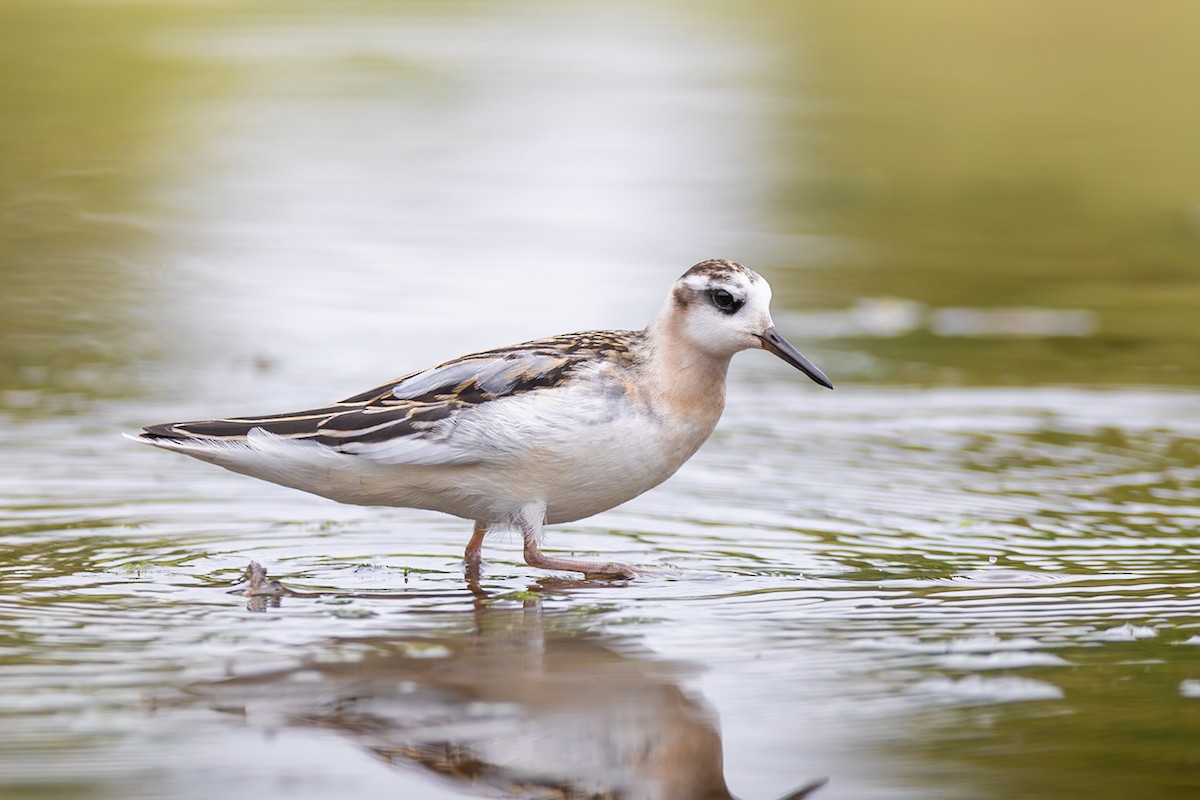 灰瓣足鷸 - ML642239149