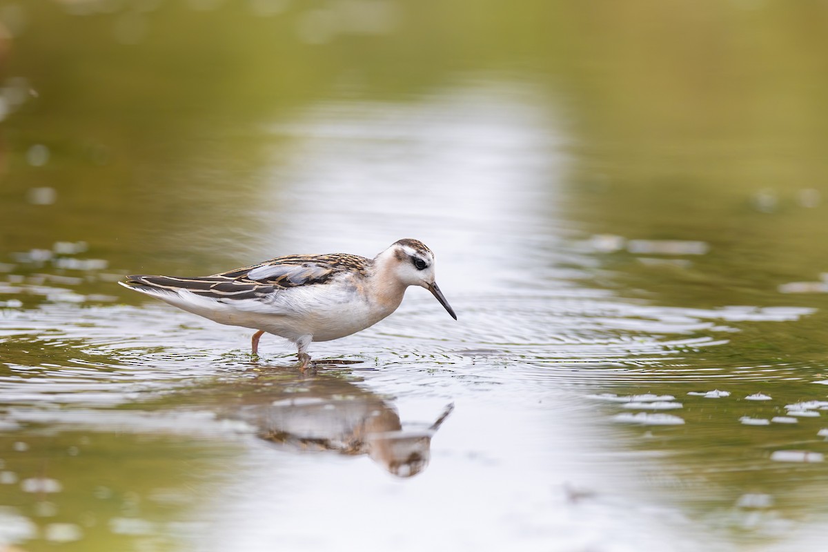 灰瓣足鷸 - ML642239150