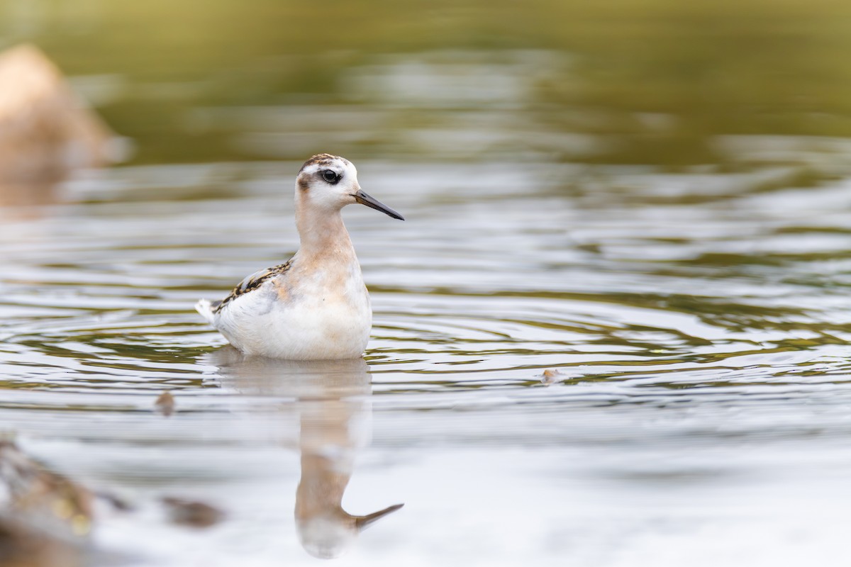 灰瓣足鷸 - ML642239151