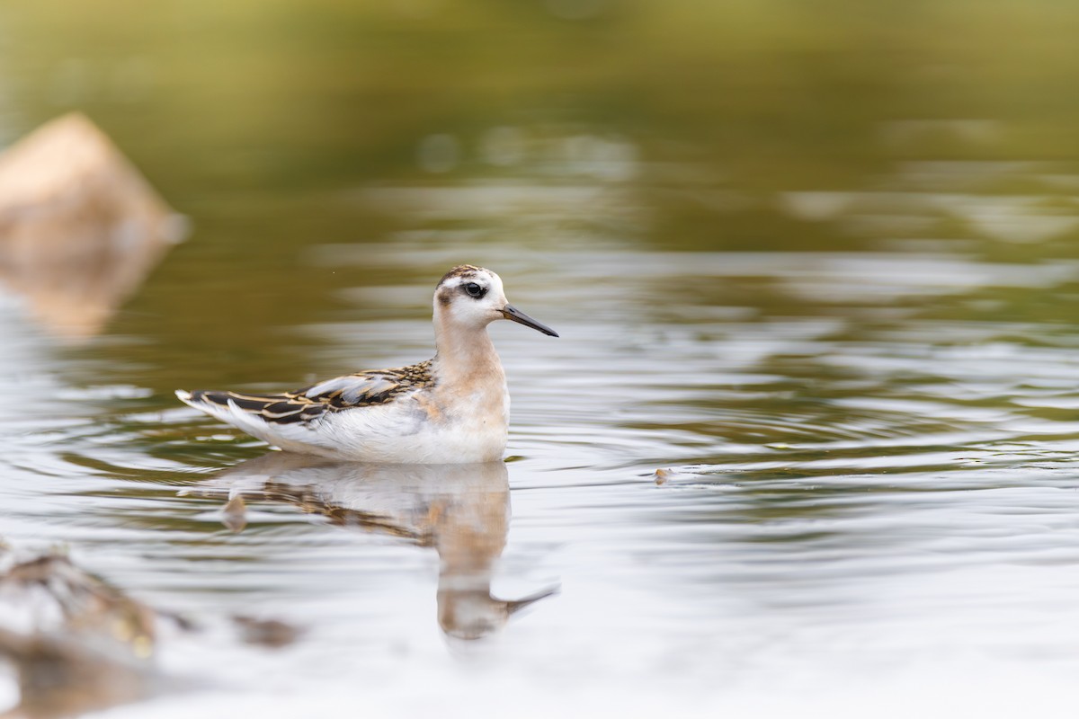 灰瓣足鷸 - ML642239152