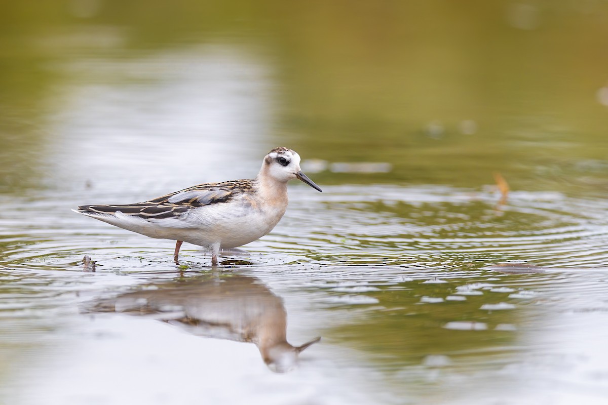 灰瓣足鷸 - ML642239153