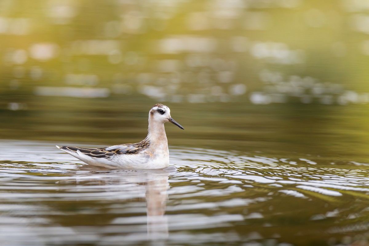灰瓣足鷸 - ML642239154
