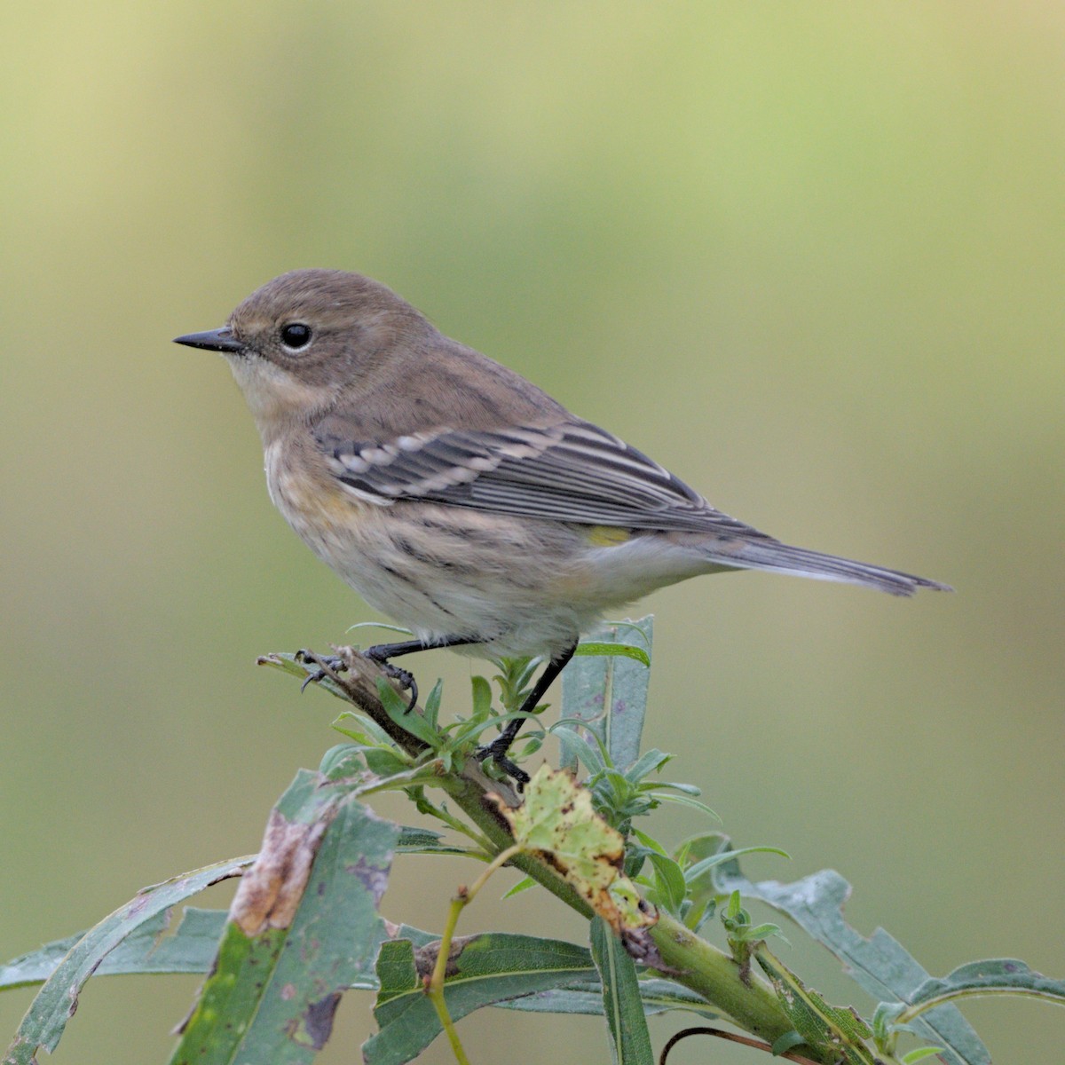 Yellow-rumped Warbler (Myrtle) - ML642239168