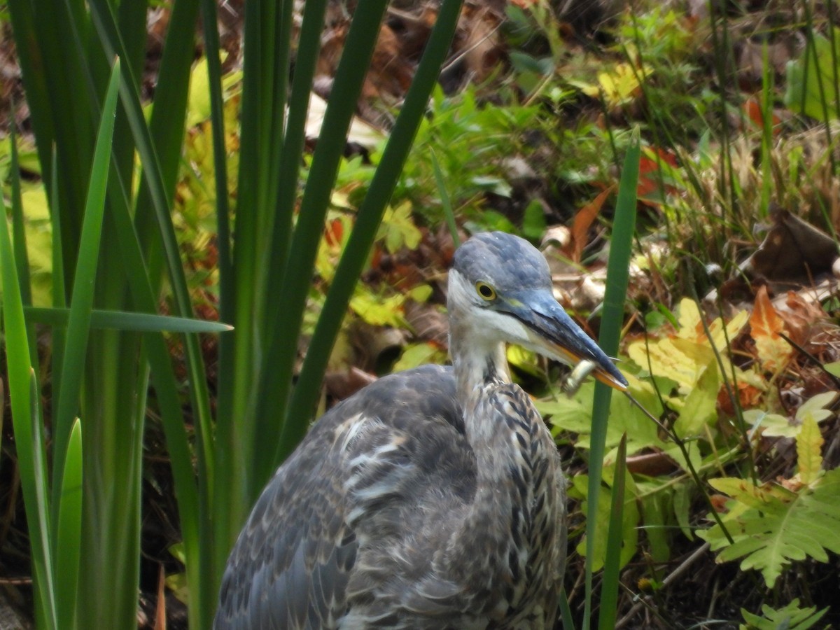 Great Blue Heron - ML642239173