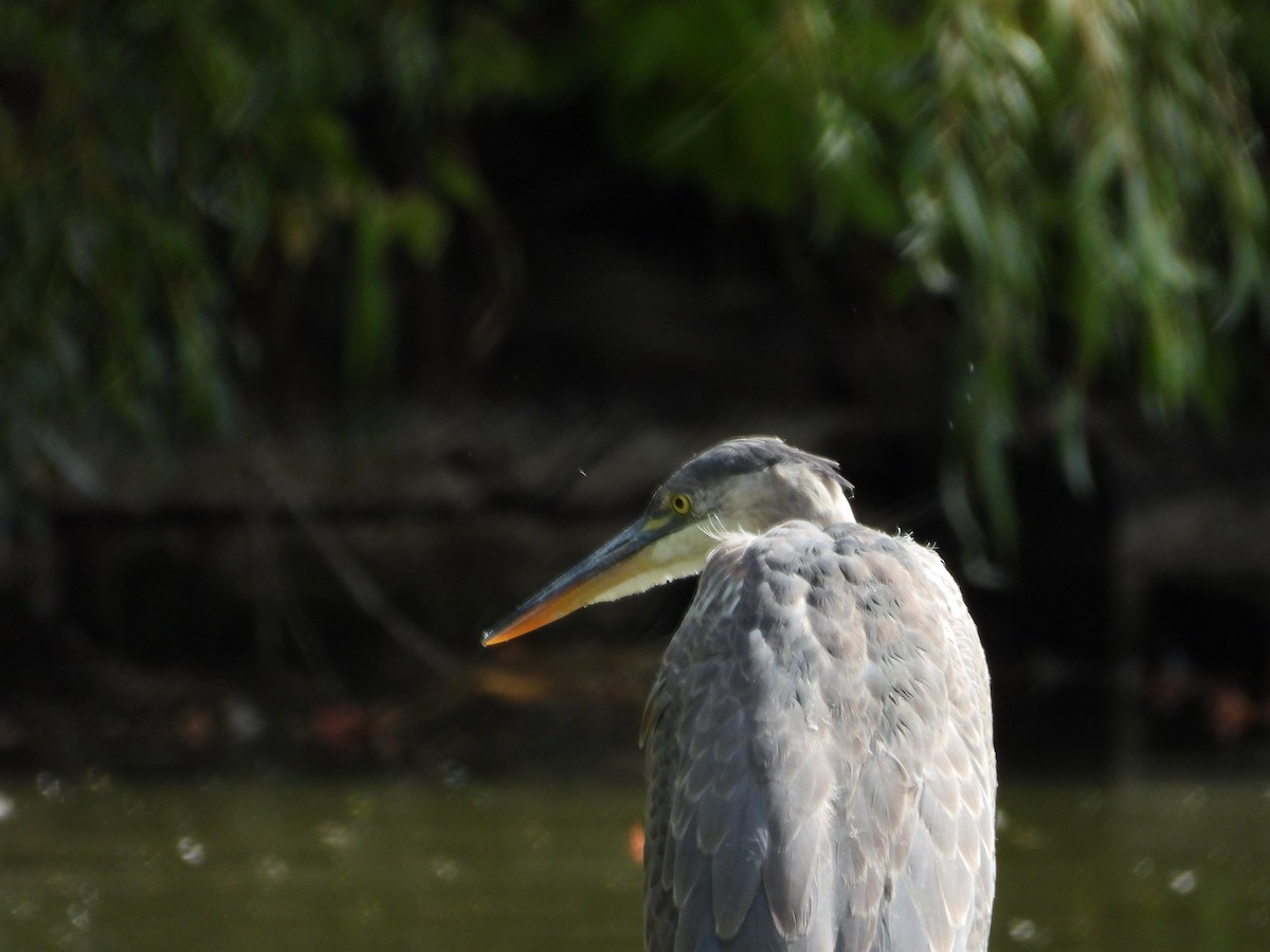 Great Blue Heron - ML642239177