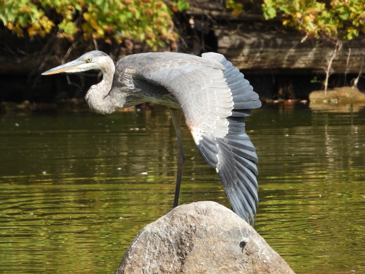 Great Blue Heron - ML642239178
