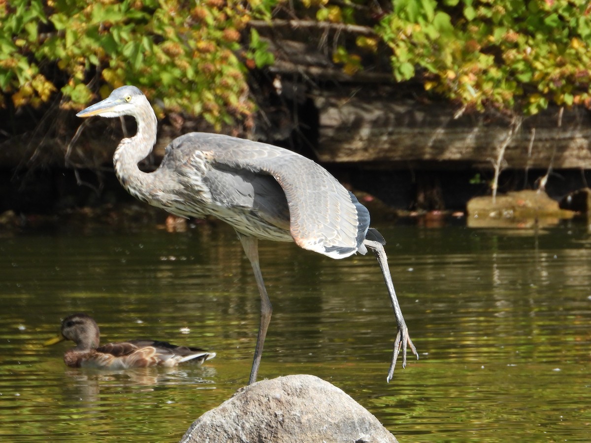 Great Blue Heron - ML642239179