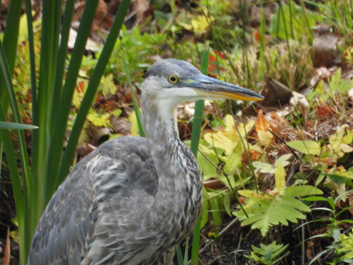 Great Blue Heron - ML642239180