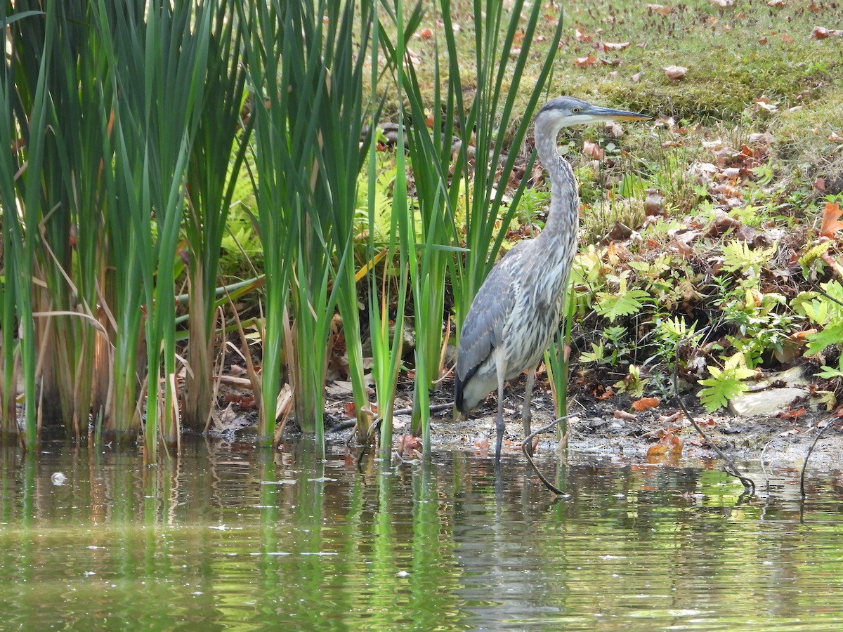 Great Blue Heron - ML642239181