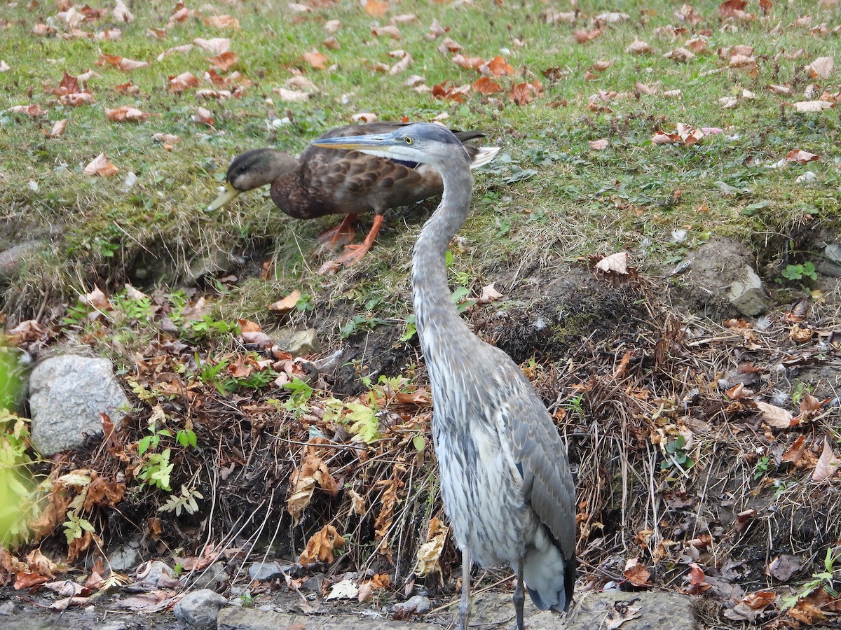 Great Blue Heron - ML642239182