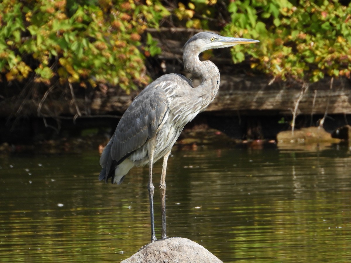 Great Blue Heron - ML642239183