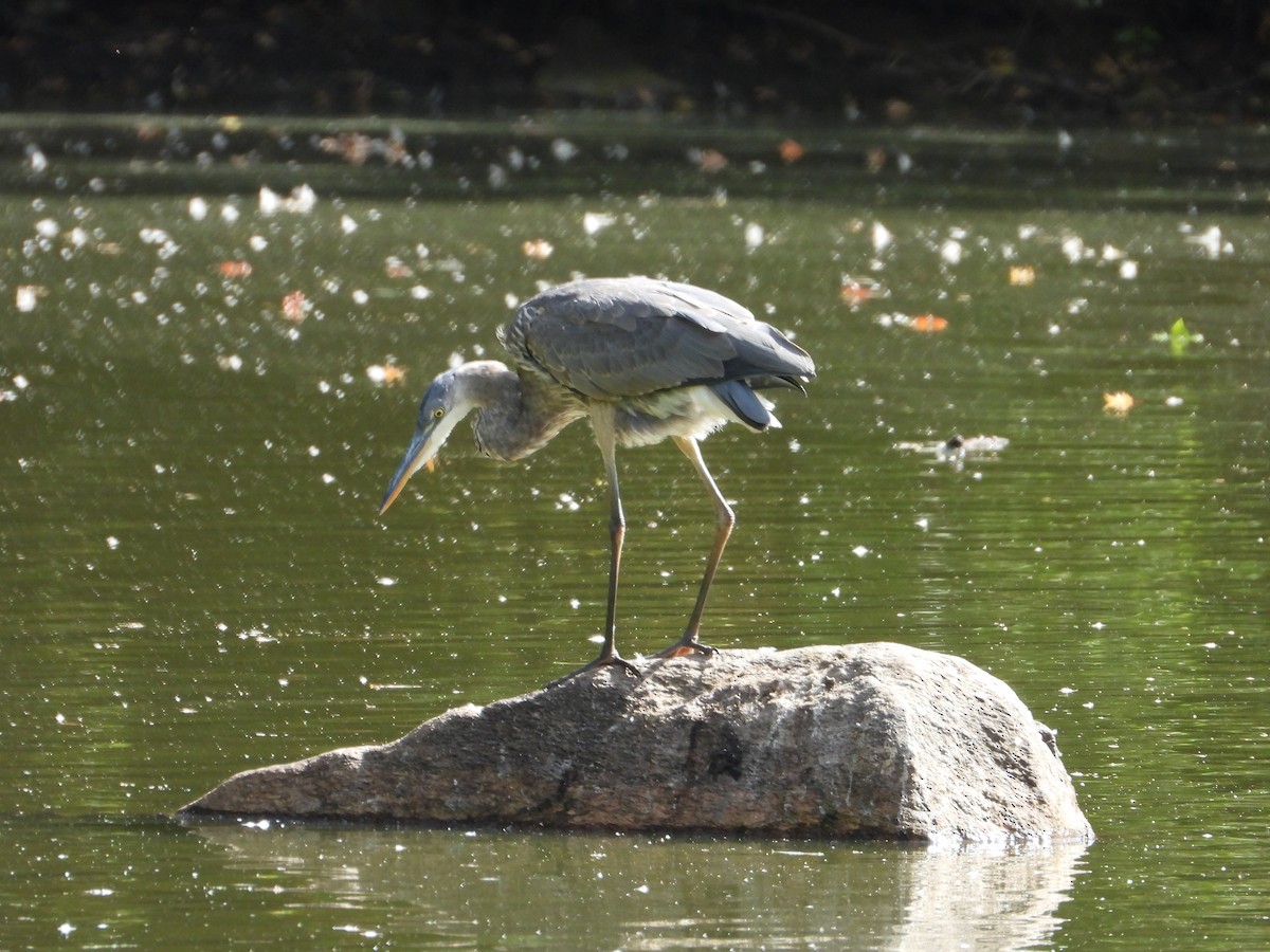 Great Blue Heron - ML642239184