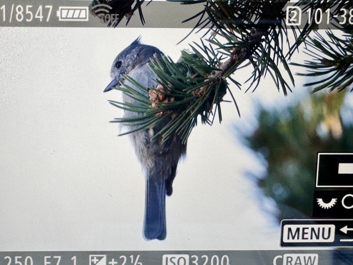 Juniper Titmouse - ML642239216